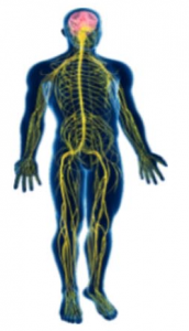 nerve_system Be Alive Physiotherapy - Get In Touch With Your Body